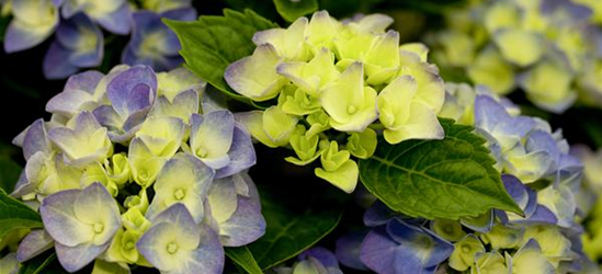 Hydrangea macrophylla 'Music-Collection'® 'Blue Boogiewoogie'®
