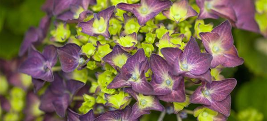 Hydrangea macrophylla 'Music-Collection'® 'Deep Purple Dance'®
