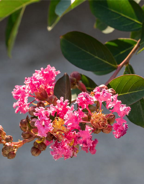 Lagerstroemia indica 'Rhapsody in Pink'