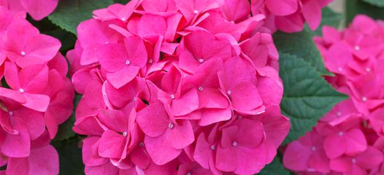 Hydrangea macrophylla 'Music-Collection'® 'Pink Pop'®