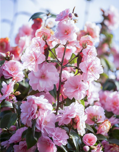 R Camellia japonica 'Spring Festival'