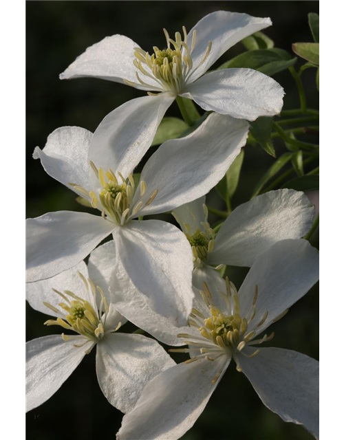 Clematis montana 'Grandiflora'