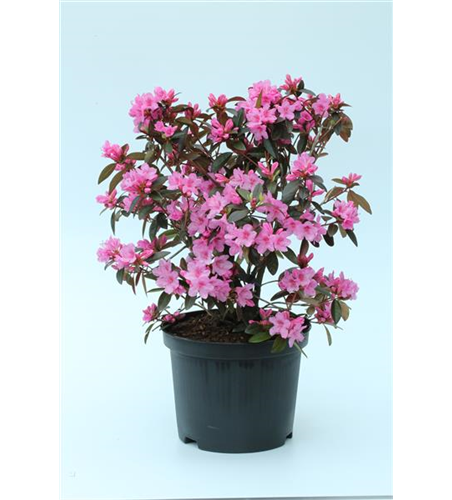 Rhododendron carolineanum 'Olga Mezitt'