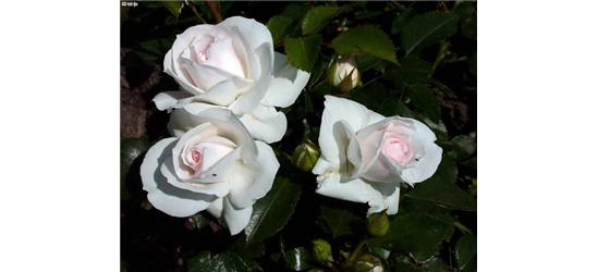 Rosa 'Aspirin Rose'® 