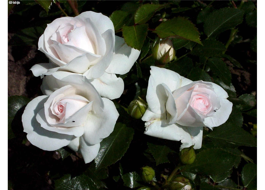 Rosa 'Aspirin Rose'® 