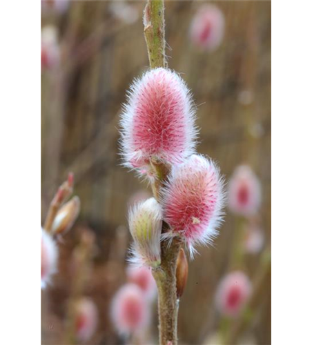 Salix gracilistyla 'Rote Pfote'