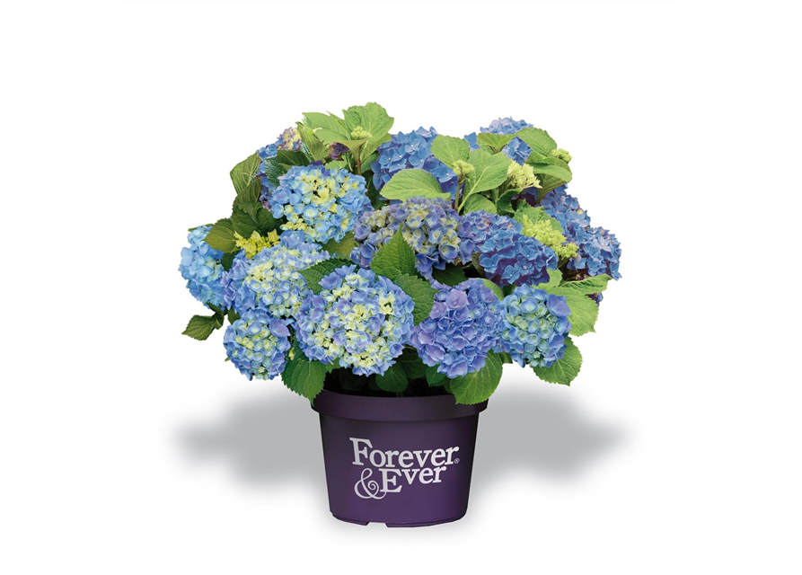Hydrangea macrophylla 'Forever & Ever'® Blue 