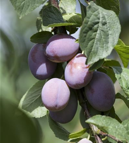 Prunus domestica 'Imperial' CAC 