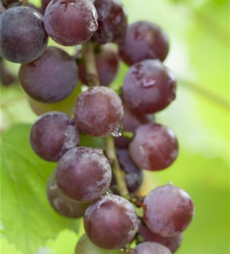 Vitis vinifera 'Suffolk Red'