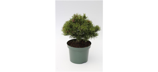 R Pinus densiflora 'Edsal Wood'