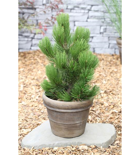 R Pinus heldreichii 'Compact Gem'