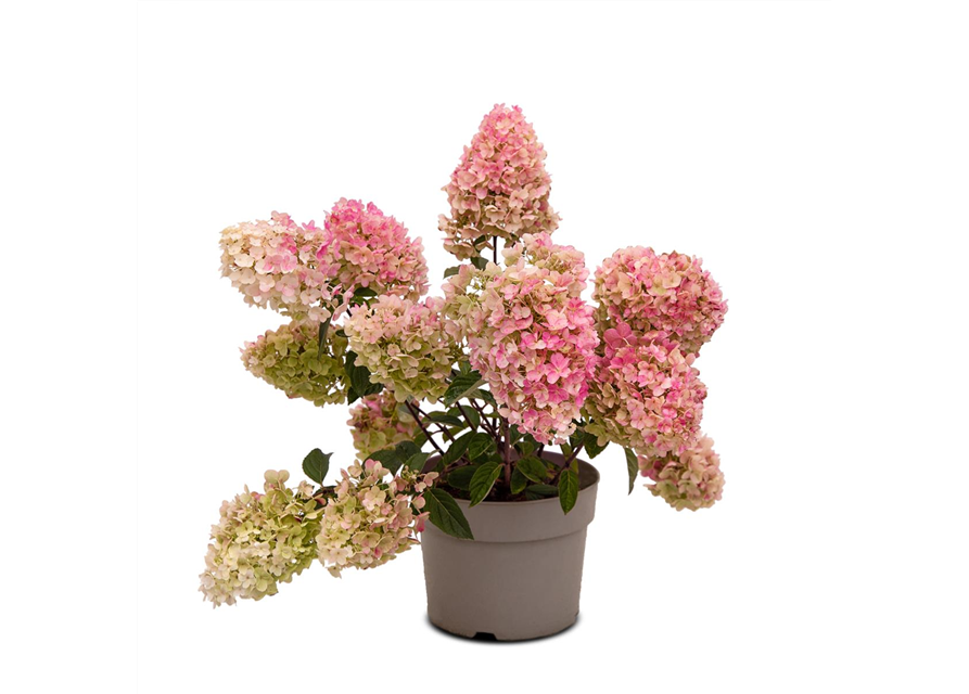 Hydrangea paniculata 'Living Little Blossom'®