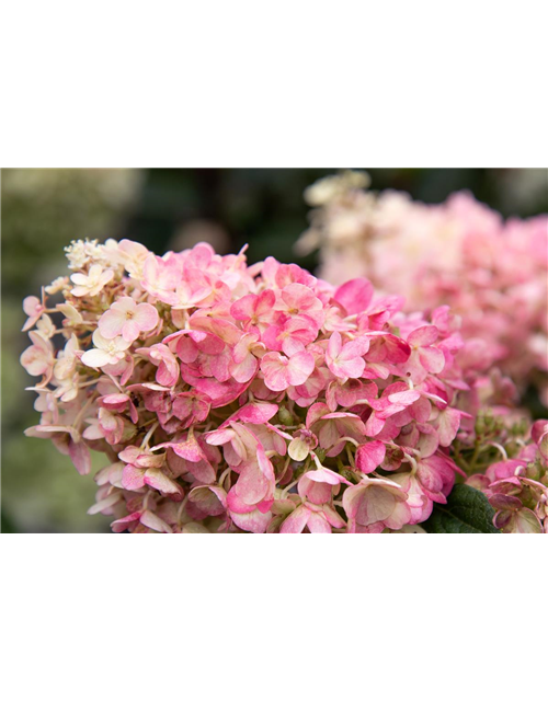 Hydrangea paniculata 'Living Pinky Promise'®