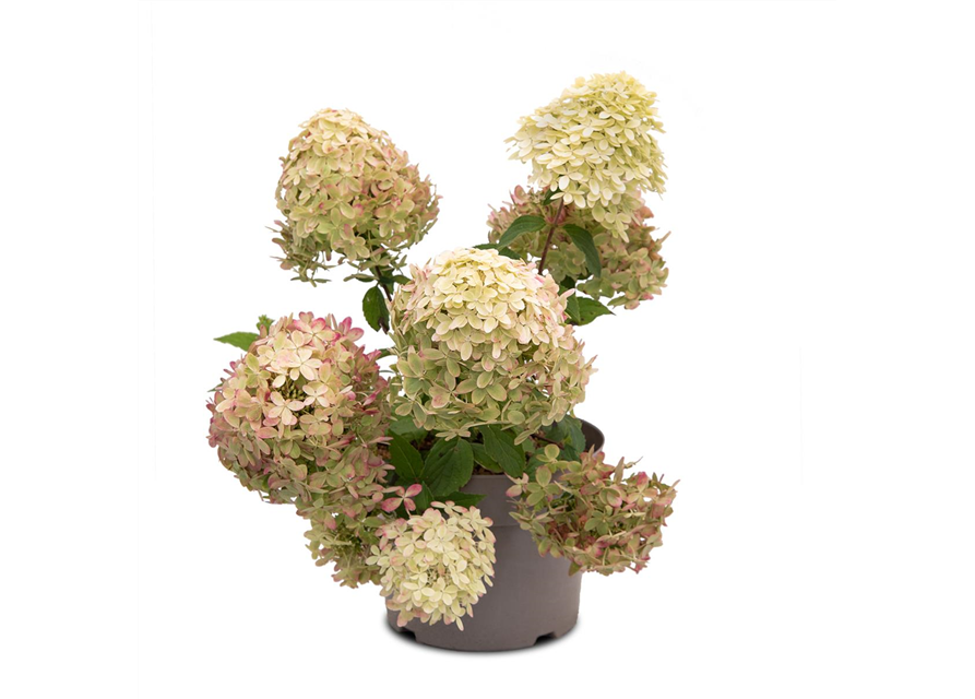Hydrangea paniculata 'Living Royal Flower'®