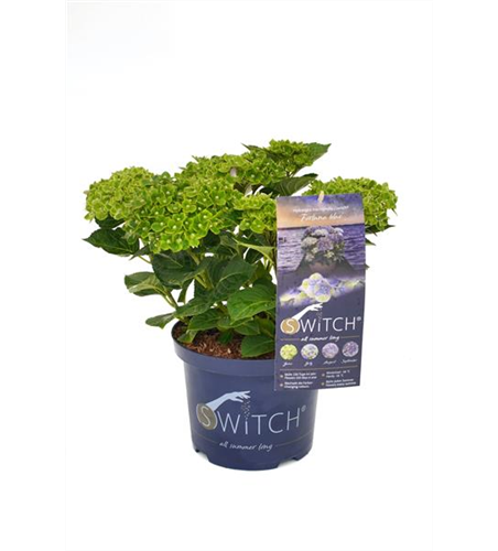 Hydrangea macrophylla 'Switch' ® Fortuna blau