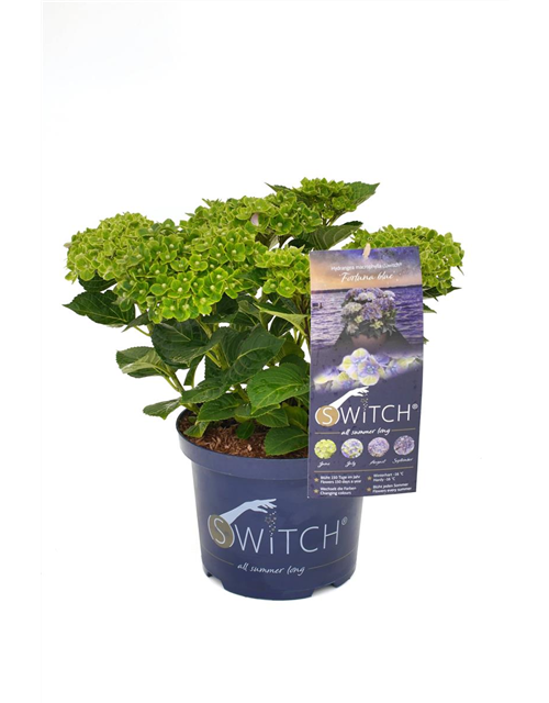 Hydrangea macrophylla 'Switch' ® Fortuna blau