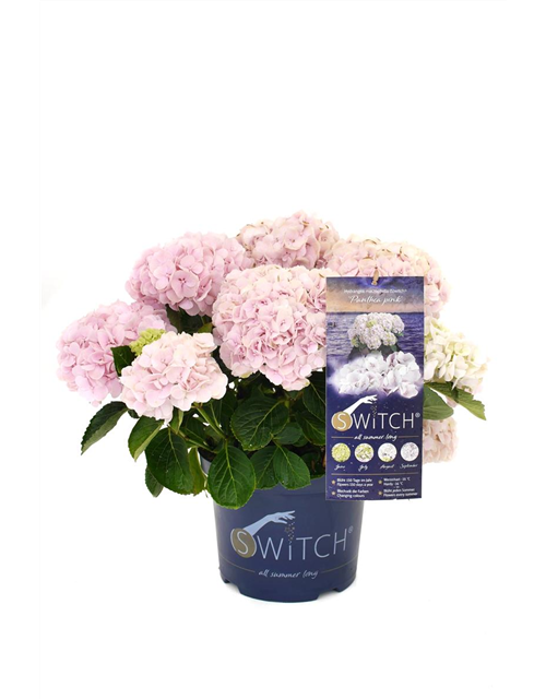 Hydrangea macrophylla 'Switch' ® Panthea pink