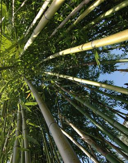 Bambusdünger