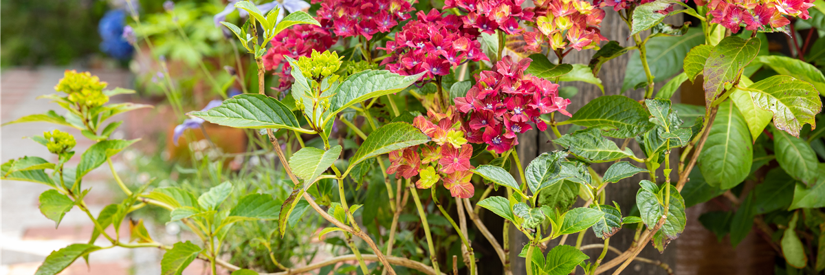 Hortensie im Pflanzkübel 