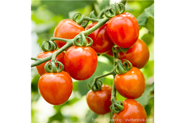 WIE GEHT... TOMATEN PFLEGEN? WIE GEHT... TOMATEN PFLEGEN?