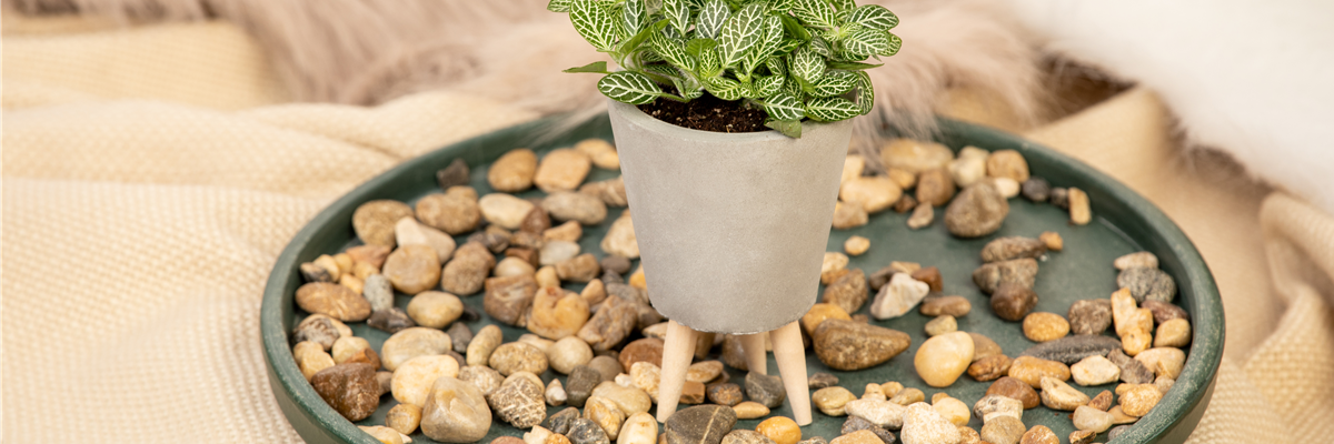 Fittonia verschaffeltii
