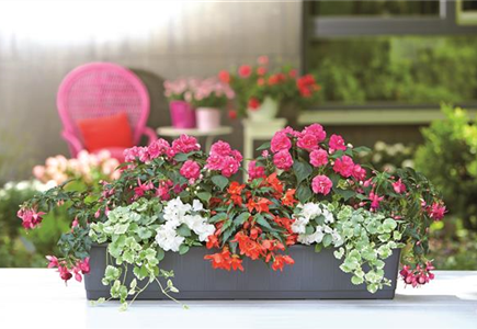 BEET- & BALKONPFLANZEN BEET- & BALKONPFLANZEN