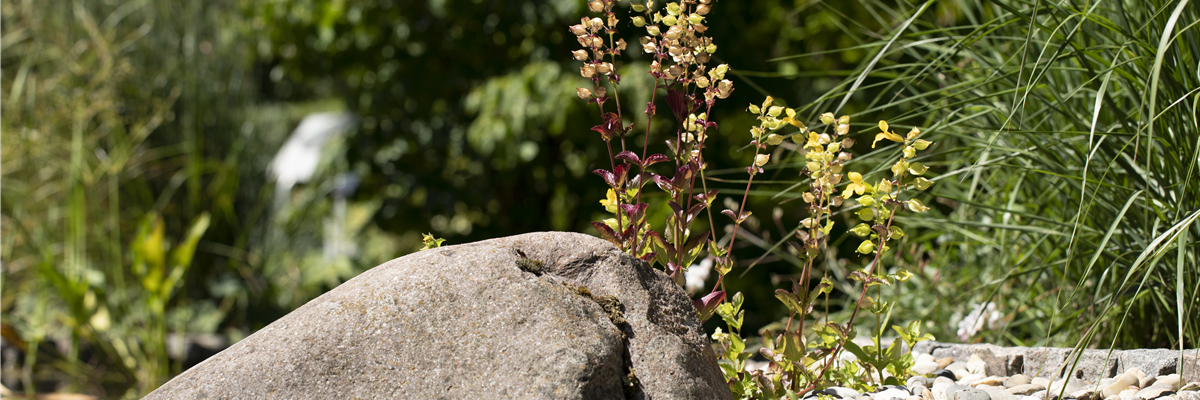 Teichufer mit Steinen