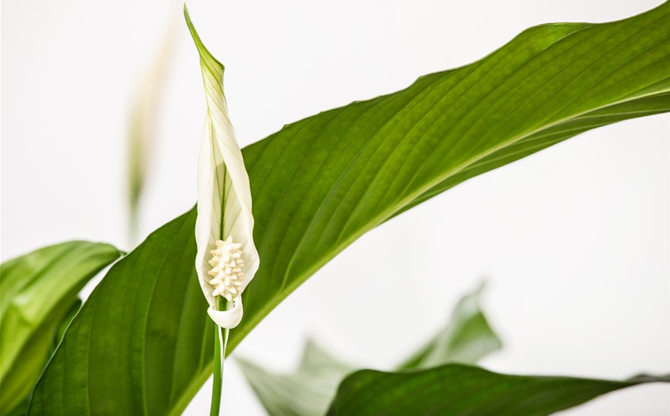 UNSER SERVICE - IHR VORTEIL - ALLE SERVICELEISTUNGEN AUF EINEN BLICK