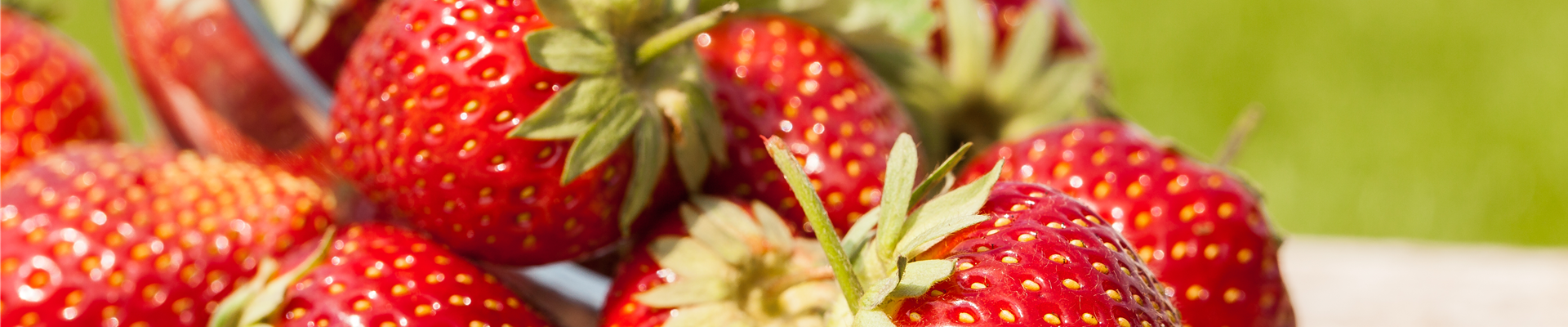 Fragaria x ananassa