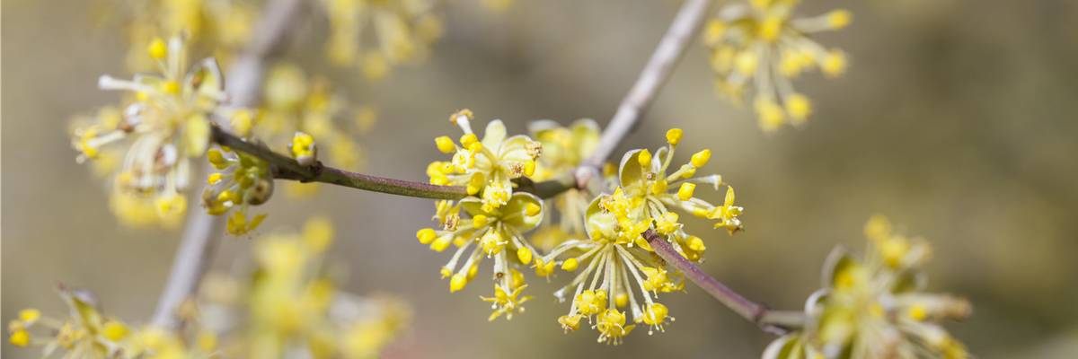 Cornus mas