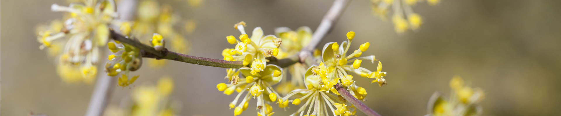 Cornus mas