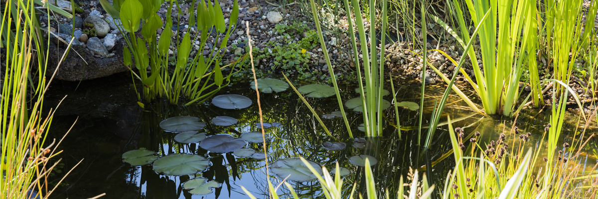 Teich mit Wasserpflanzen