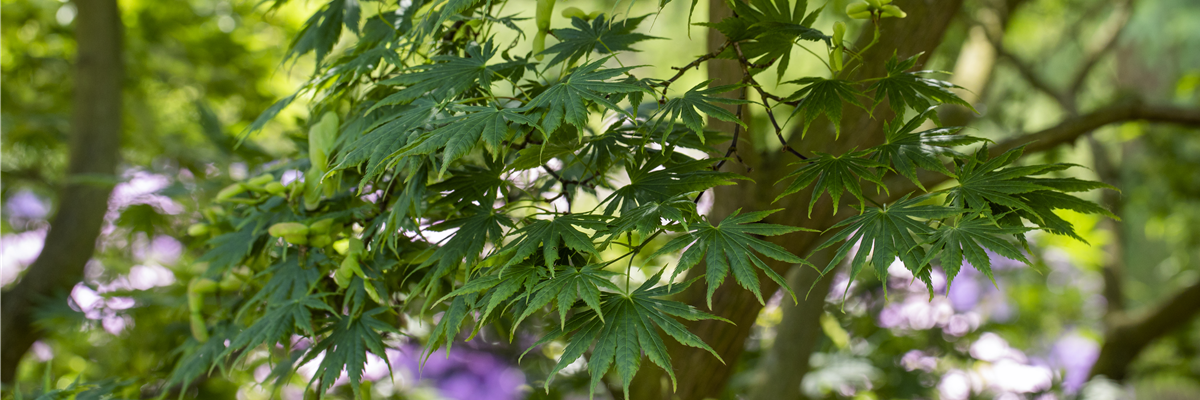 Acer palmatum