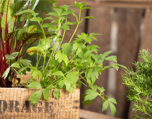 KRäUTER AUF DEM BALKON!