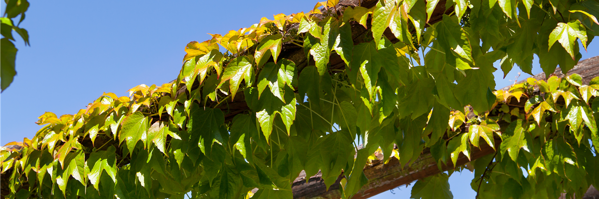 Parthenocissus tricuspidata 'Veitchii'