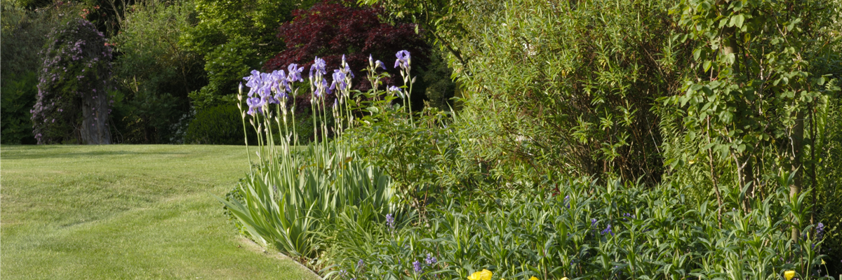 Beet mit Schwertlilien