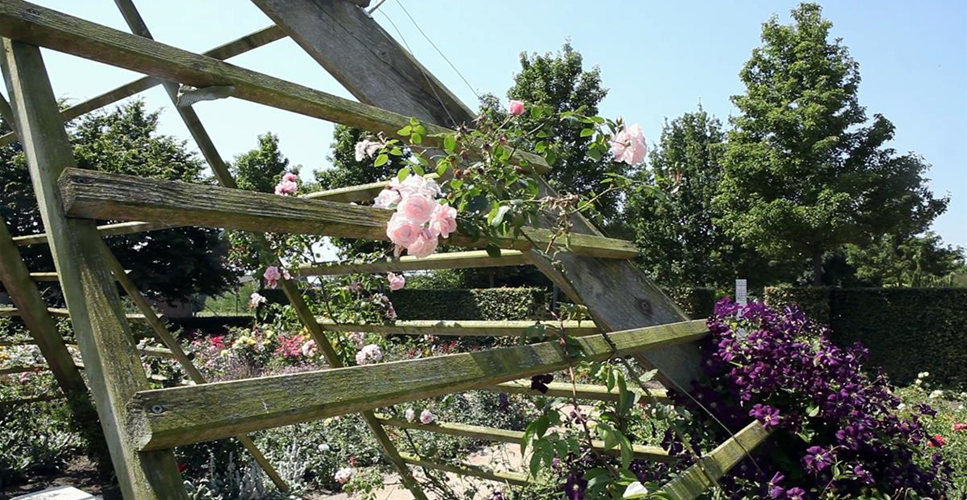 Gartengestaltung - Rosengarten