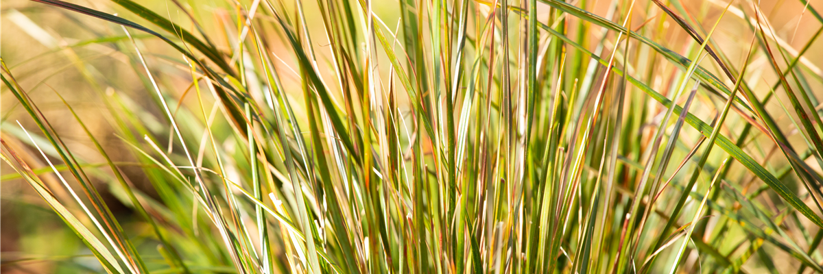Stipa arundinacea 'Sirocco'