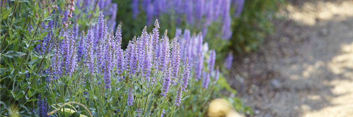 Salvia nemorosa 'Amethyst'