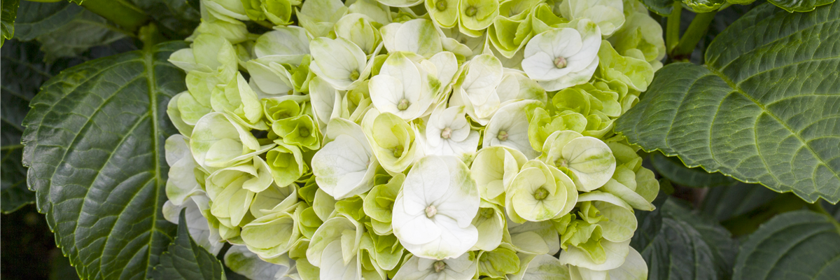 Hydrangea macrophylla 'Hochzeits-Hortensie'®