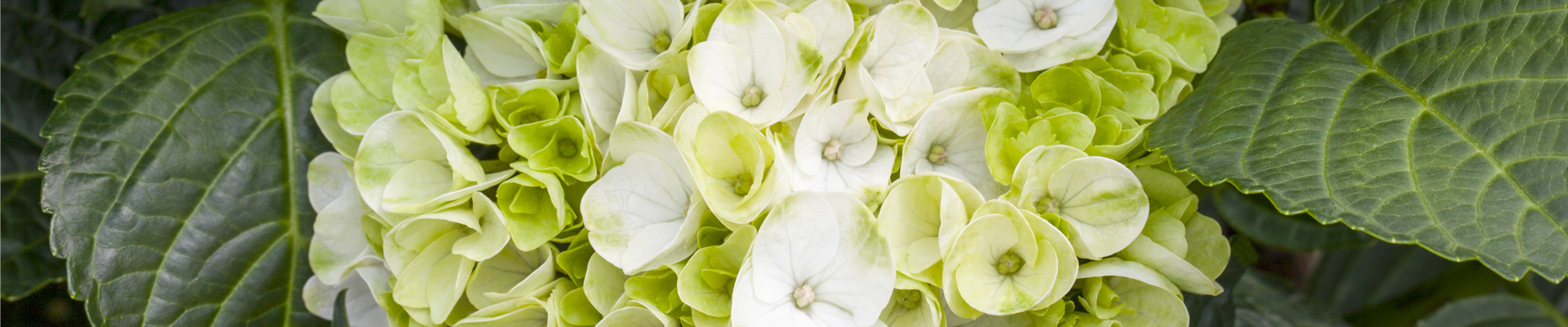 Hydrangea macrophylla 'Hochzeits-Hortensie'®