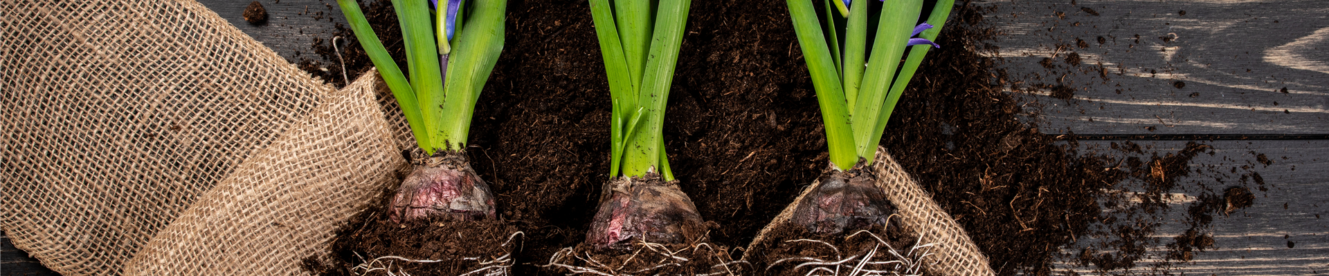 Blumenzwiebeln pflegen – was Zwiebelblüher im Jahr brauchen