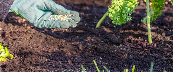 Richtig düngen für Pflanzen in Haus und Garten