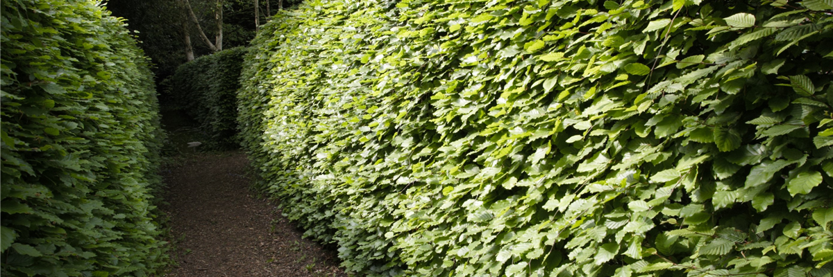 Gut geschützt – Hecken pflanzen und den Garten ungestört genießen