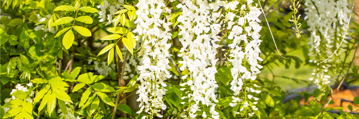Wisteria sinensis 'Alba'