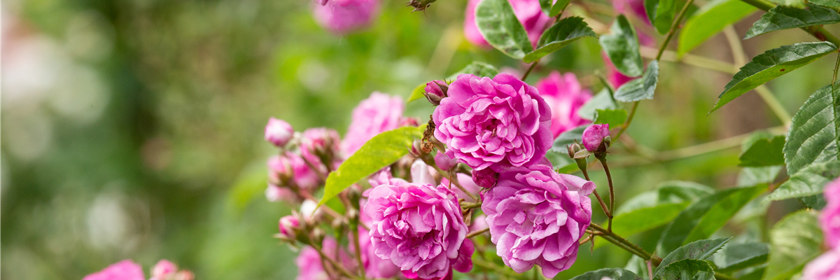 Rosa multiflora 'Taunusblümchen'