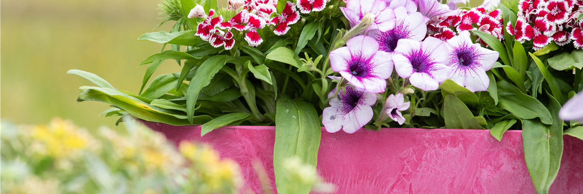 Dianthus barbatus, Petunia