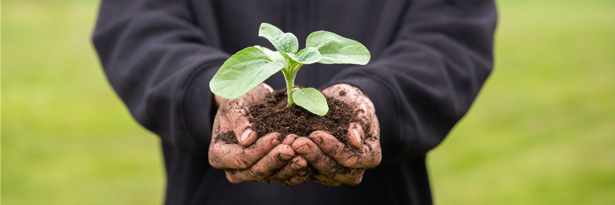 Immer eine gute Ernte: Das richtige Saatgut für das Hochbeet