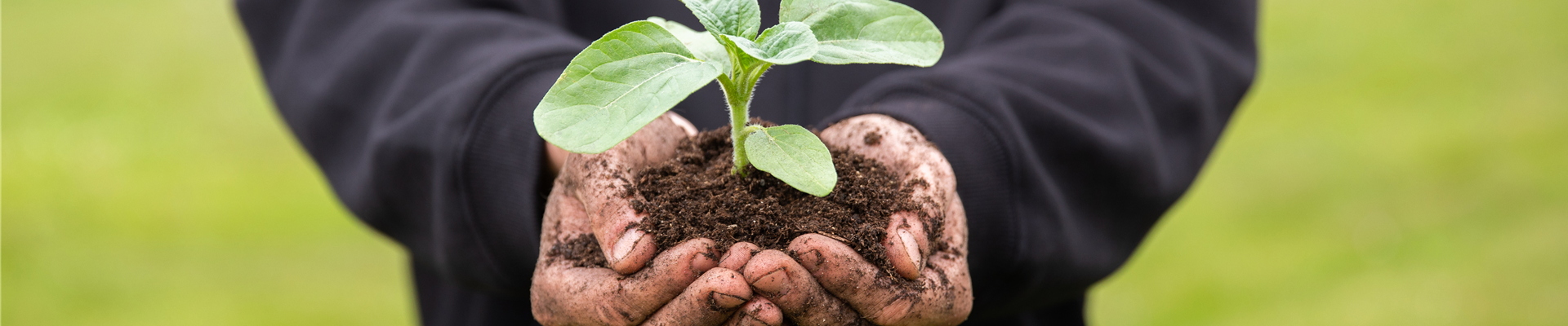 Immer eine gute Ernte: Das richtige Saatgut für das Hochbeet