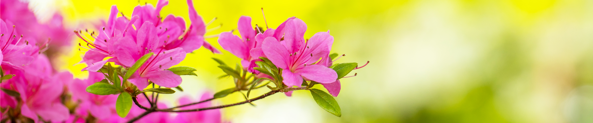 Rhododendron obtusum 'Hinomayo'